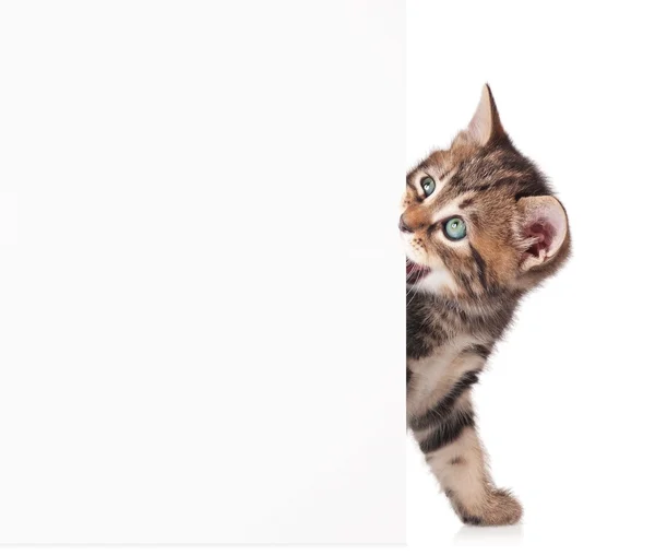 Gattino con un vuoto — Foto Stock