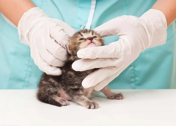 Pequeno gatinho — Fotografia de Stock