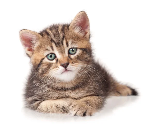 Ernstige kitten — Stockfoto