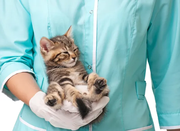 Veterinär undersökning — Stockfoto