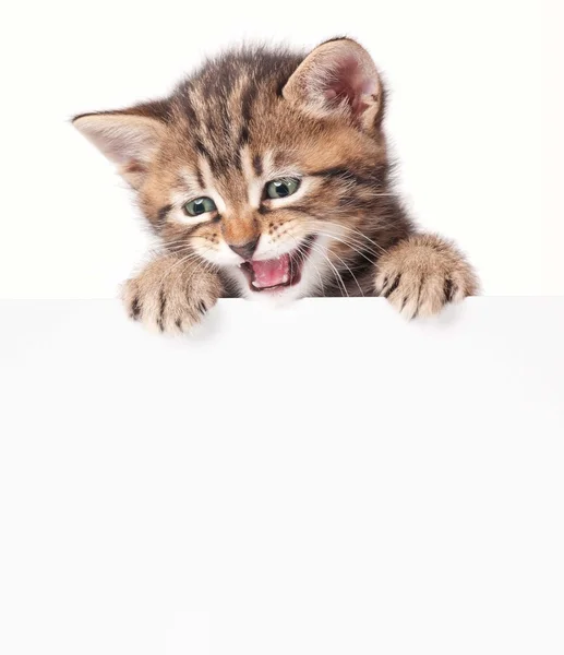 Kitten with blank — Stock Photo, Image