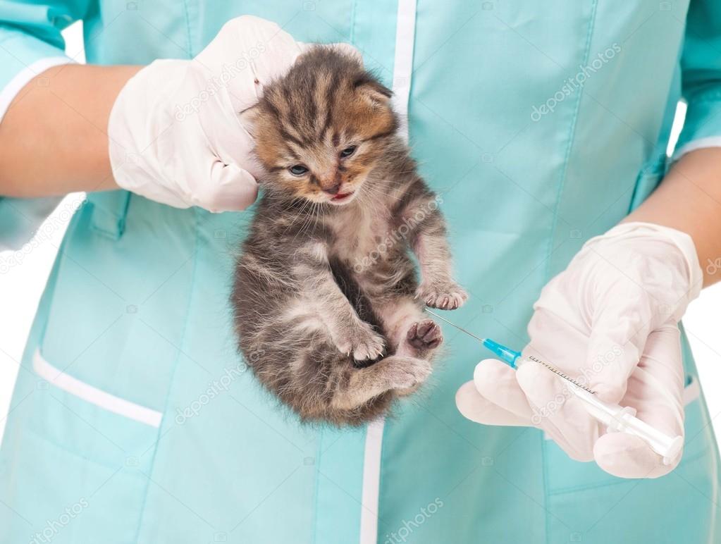 Sick kitten — Stok Foto © 2002Lubava1981 31357033