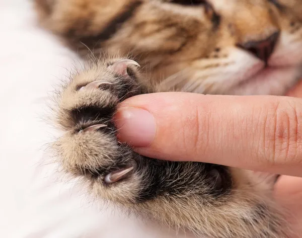 Katzenpfote — Stockfoto