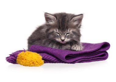 uykuda yavru kedi