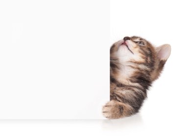 şirin kedi yavrusu