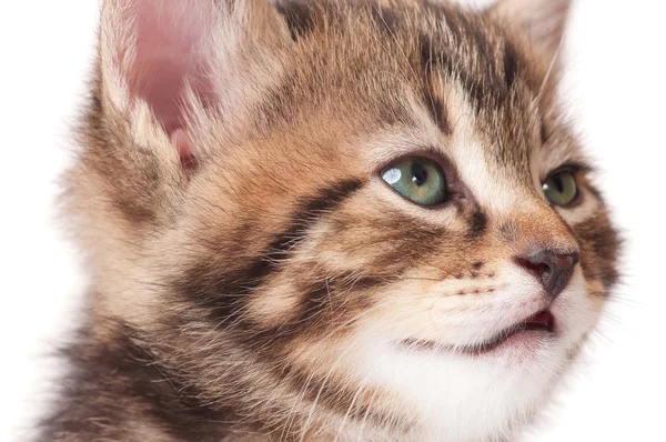 Υπνηλία γατάκι — Φωτογραφία Αρχείου