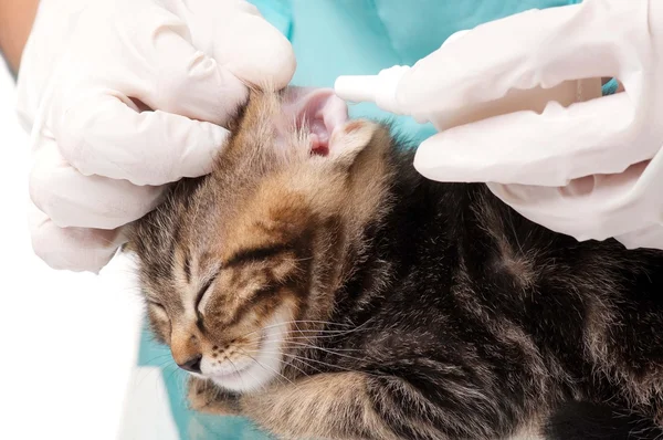 Encuesta veterinaria — Foto de Stock