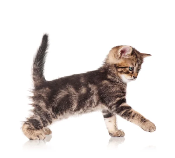 Cute kitten — Stock Photo, Image