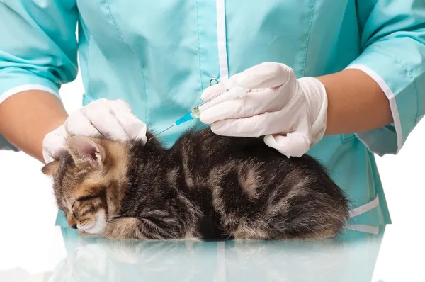 Veterinär undersökning — Stockfoto