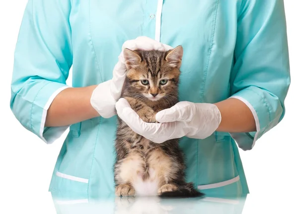 Cute kitten — Stock Photo, Image