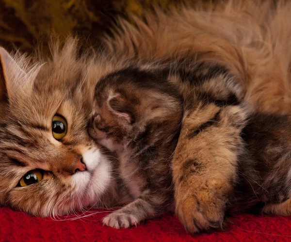 Katze mit Kätzchen — Stockfoto