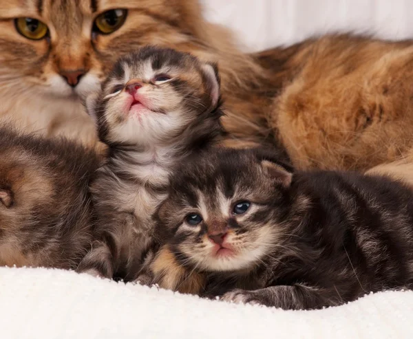 Kat met kittens — Stockfoto