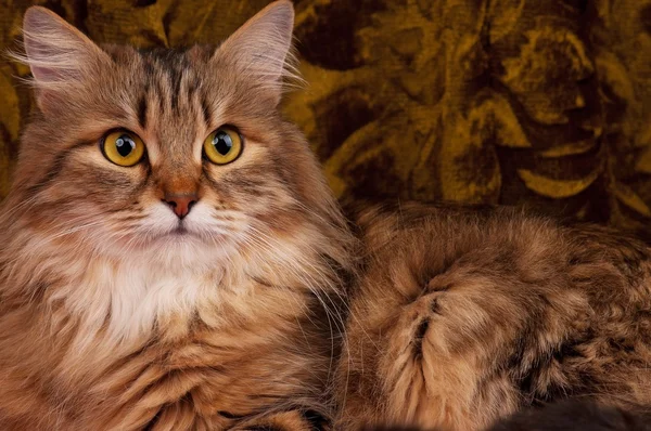 西伯利亚猫 — 图库照片