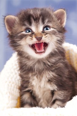 şirin kedi yavrusu