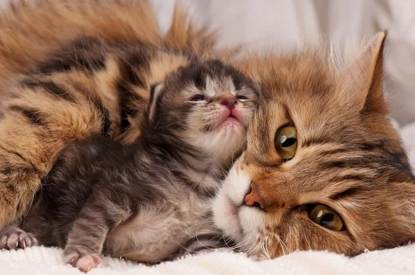 Siberian cat — Stock Photo, Image