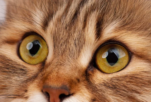 Koty oczy — Zdjęcie stockowe
