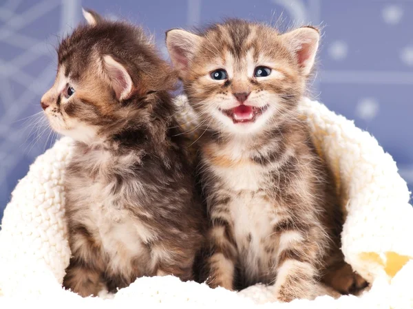 Cute Kittens — Stockfoto