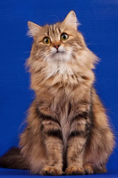 Siberian cat — Stock Photo, Image