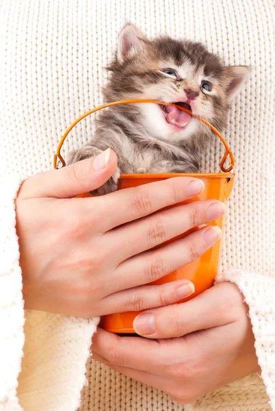 Cute kitten — Stock Photo, Image