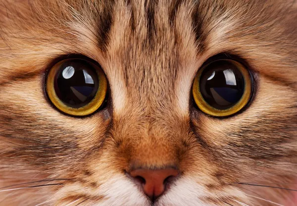 kedi gözleri