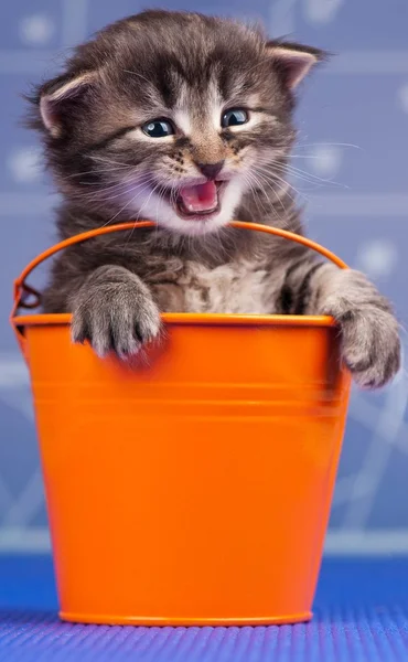 Roztomilý kotě — Stock fotografie