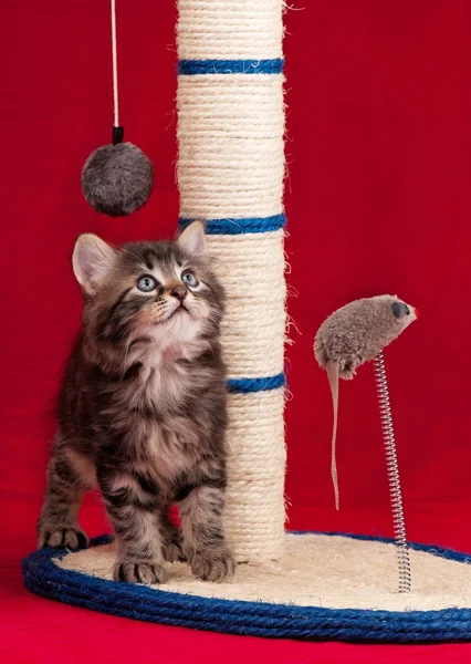 Scratching Post — Stockfoto