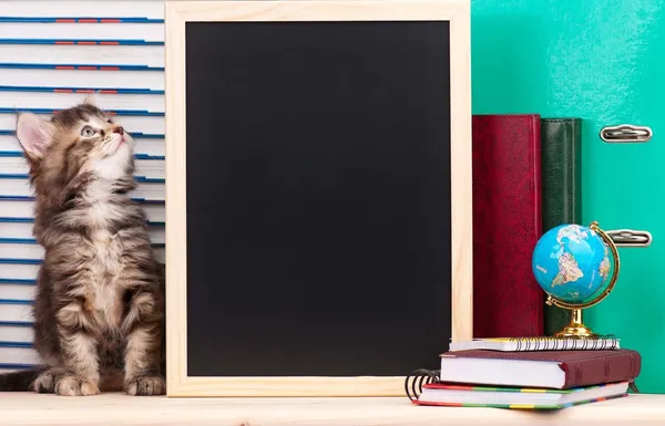 Leuk Katje — Stockfoto