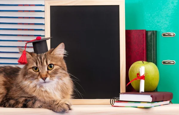 Siberische kat — Stockfoto