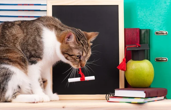 Naukowe kot — Zdjęcie stockowe