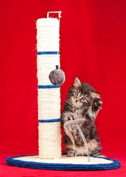 Gatinho curioso — Fotografia de Stock