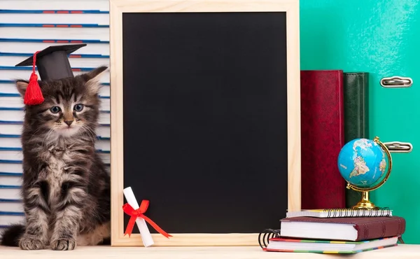 Pequeño gatito — Foto de Stock