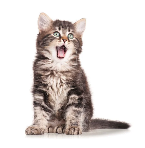 Yawning kitten — Stock Photo, Image
