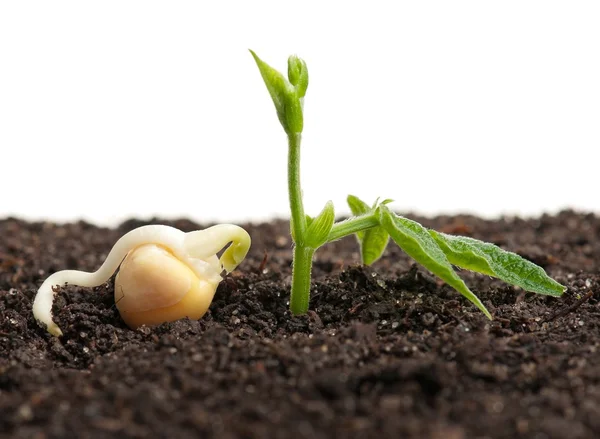 発芽のエンドウ豆 — ストック写真