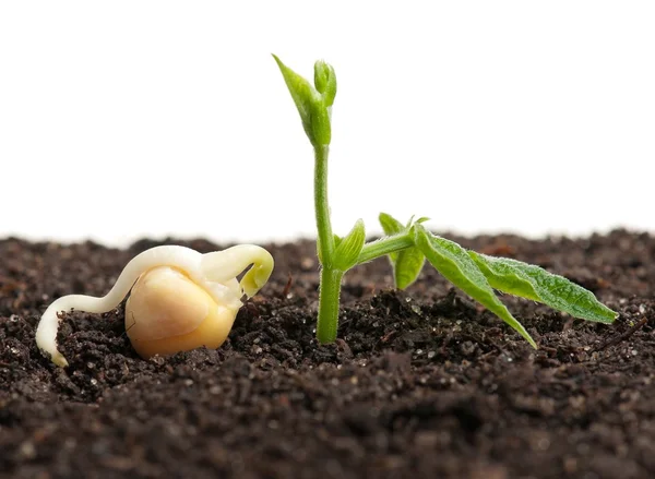 Sprouted peas — Stock Photo, Image