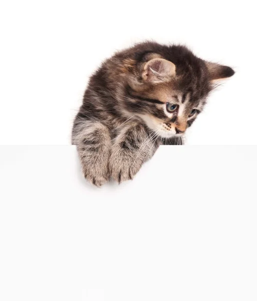 Kitten with a blank — Stock Photo, Image