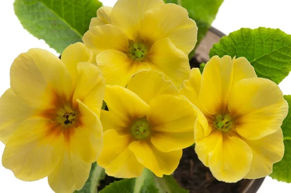 Blommande primrose — Stockfoto