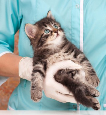 şirin kedi yavrusu