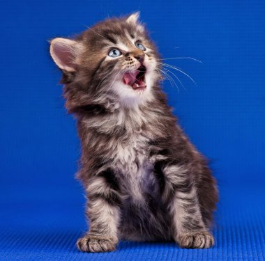 şirin kedi yavrusu