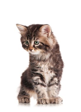 şirin kedi yavrusu