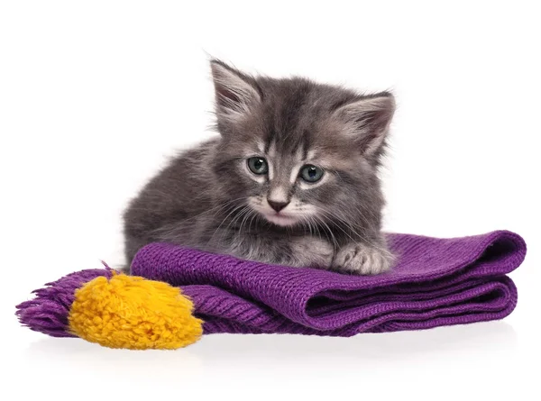 Cute kitten — Stock Photo, Image