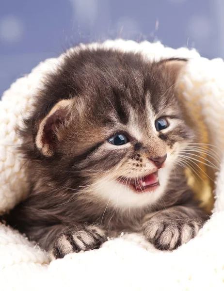 Niedliches Kätzchen — Stockfoto