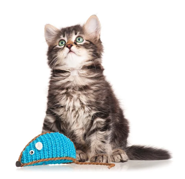 Cute kitten — Stock Photo, Image