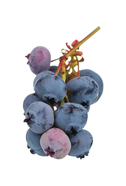 Ripe blueberries — Stock Photo, Image