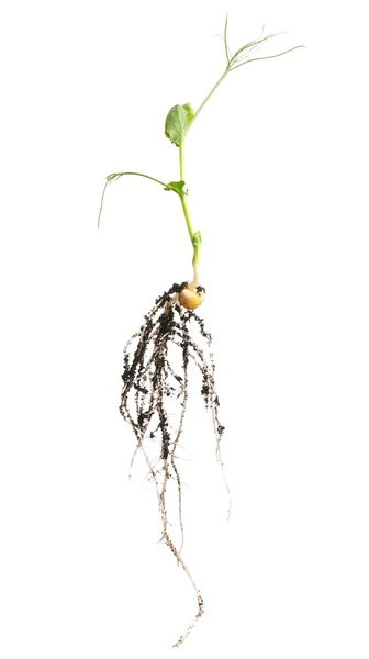 发芽的豌豆 — 图库照片
