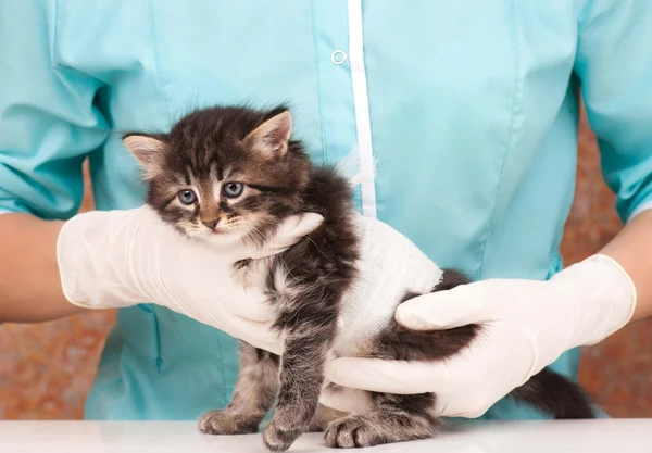 Lindo gatito — Foto de Stock