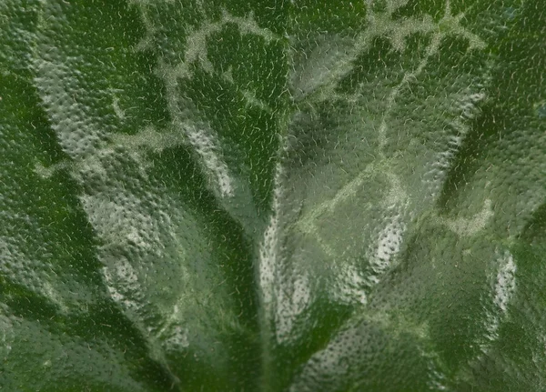 Grünes Blatt — Stockfoto