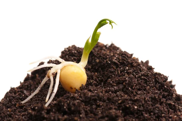 Sprouted peas — Stock Photo, Image