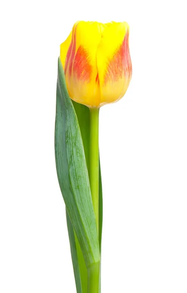 Tulipano giallo — Foto Stock