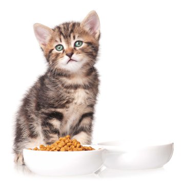 şirin kedi yavrusu