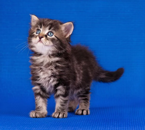 Gatinho cauteloso — Fotografia de Stock